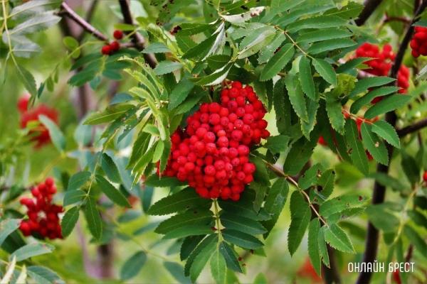
                Читатель: Вот такую красоту можно увидеть в Малорите
            