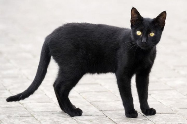 Житель Брестской области: почему люди верят в приметы, хотя это научно не доказано?