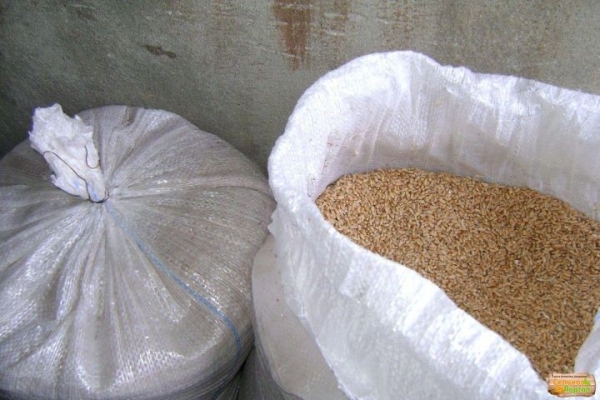 Посевы озимого ячменя в Брестской области планируют увеличить практически в два раза