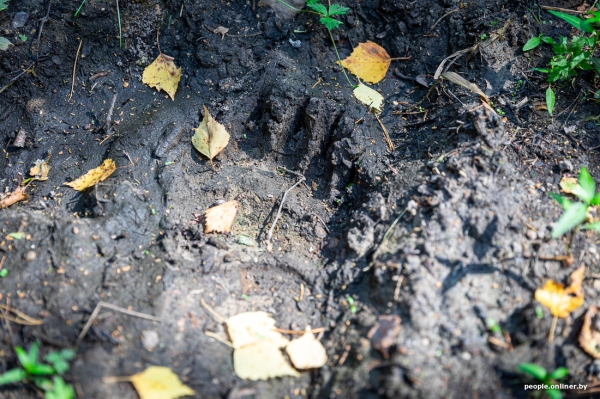 Беларусь наводняют медведи или это утка? Разбираемся, не опасно ли сейчас ходить по лесам