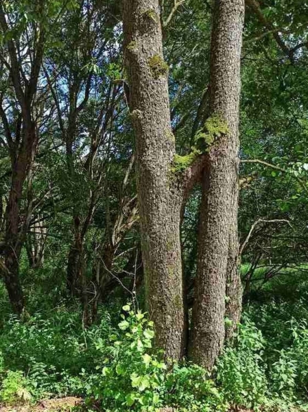 В Беловежской пуще обнаружено редчайшее явление