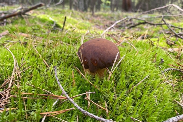 Грибная «охота». Под Брестом, поговаривают, белых уже много