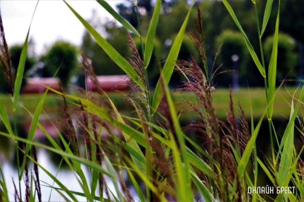 
                Читатель: Вот такую красоту можно увидеть в Малорите
            