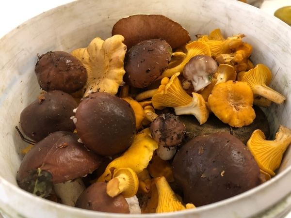 Грибная «охота». Под Брестом, поговаривают, белых уже много