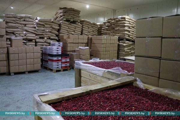 Как в Пинском районе убирают клюкву. Фото и подробности