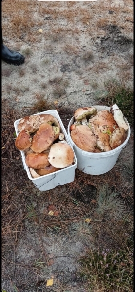 Грибная «охота». Под Брестом, поговаривают, белых уже много