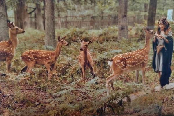 Эльфы и олени — кого только не увидишь в Кобринском лесхозе
