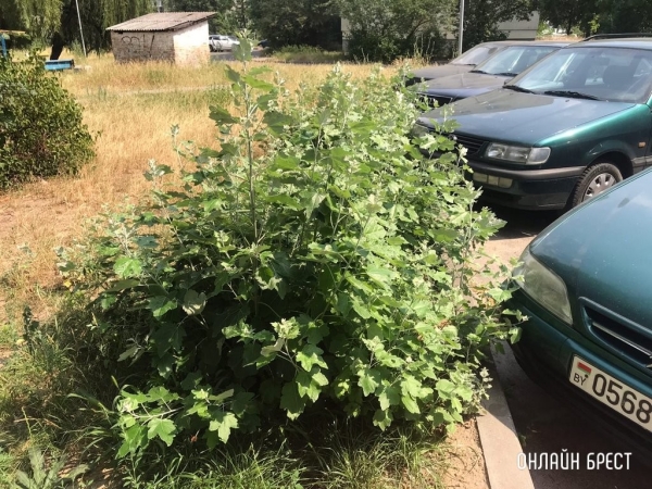 Доберется ли коммунальный триммер до городских окраин?