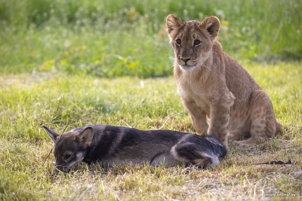 В минском зоопарке ко львенку, потерявшему маму, подселили щенка