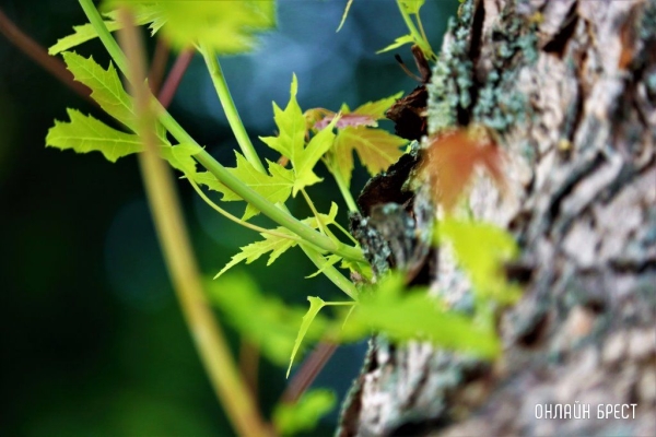 
                Читатель: Вот такую красоту можно увидеть в Малорите
            