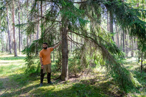 Беларусь наводняют медведи или это утка? Разбираемся, не опасно ли сейчас ходить по лесам