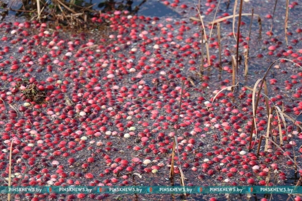 Как в Пинском районе убирают клюкву. Фото и подробности