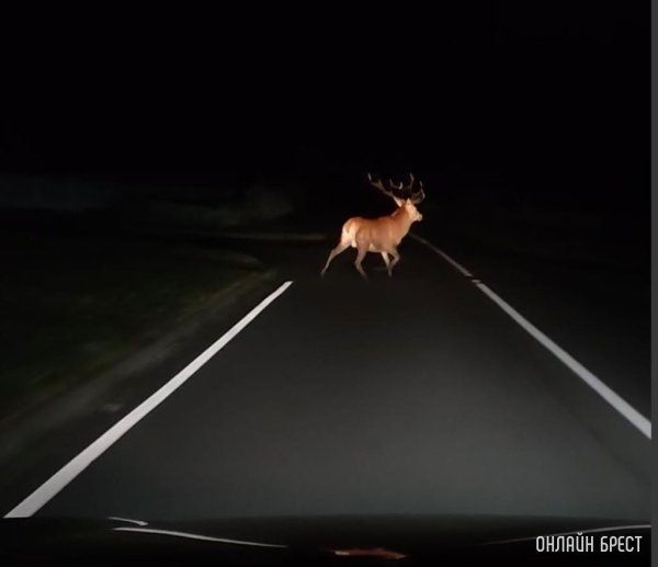 Быть внимательными и не пытаться проскочить. Как избежать ДТП с дикими животными