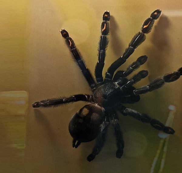 Нашествие пауков-гигантов, скорпионов, ящериц и тарантулов в Бресте. Приходи на выставку «Опасные и прекрасные» в кинотеатре «Беларусь»