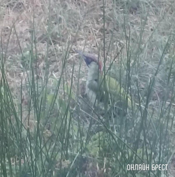 Читатель: Вот такую птицу удалось сфотографировать. Очень интересно, что за она?
Читатель: Вот такую птицу удалось сфотографировать. Очень интересно, что за она?