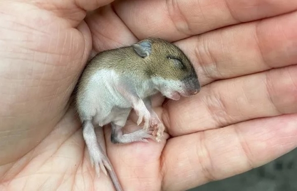 Девушка нашла на дороге мышонка и решила приютить его. Она рассказывает о нем в блоге, и теперь за жизнью грызуна следят тысячи людей