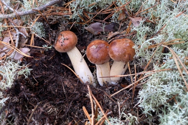 Грибная «охота». Под Брестом, поговаривают, белых уже много