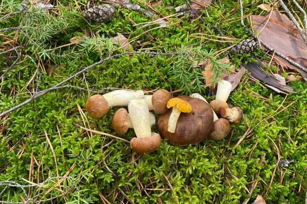 Грибная «охота». Под Брестом, поговаривают, белых уже много