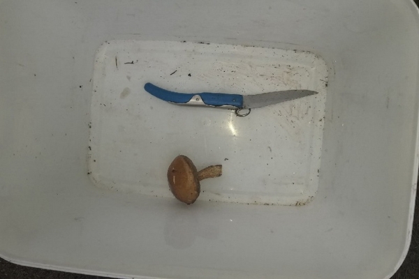 Грибная «охота». Под Брестом, поговаривают, белых уже много