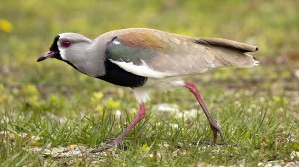 Какая максимальная высота полета птицы?