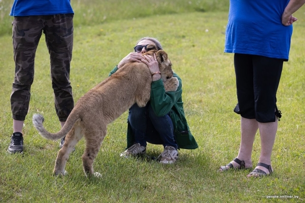 В минском зоопарке ко львенку, потерявшему маму, подселили щенка