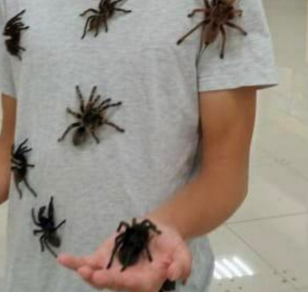 Нашествие пауков-гигантов, скорпионов, ящериц и тарантулов в Бресте. Приходи на выставку «Опасные и прекрасные» в кинотеатре «Беларусь»