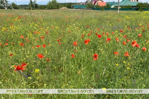 На Брестчине завершилась специальная программа «Мак». Каковы итоги?