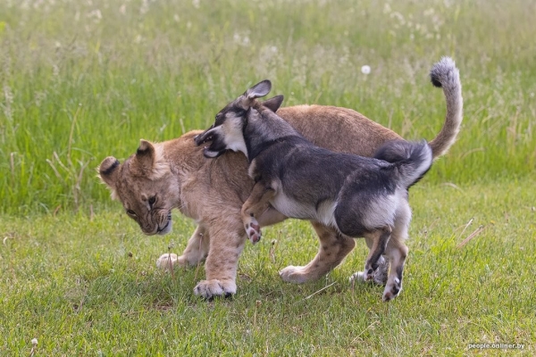 В минском зоопарке ко львенку, потерявшему маму, подселили щенка