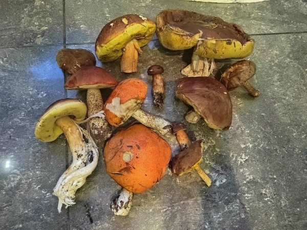 Грибная «охота». Под Брестом, поговаривают, белых уже много