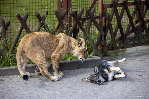 В минском зоопарке ко львенку, потерявшему маму, подселили щенка